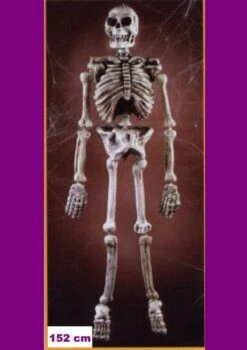 Skelet Plastic 152 Cm