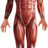 Anatomie Man Kostuum -Themakleding-Benelux c5c98f25b43315ee9b62c1f0ddf772b1cbc62288