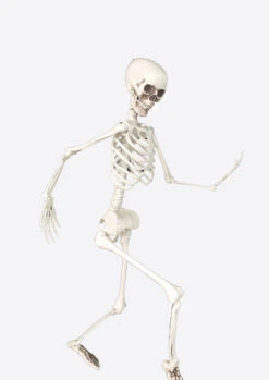 Deco Skelet 90cm
