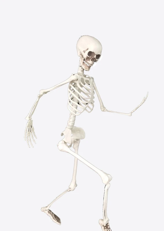 Deco Skelet 90cm 3 Deco Skelet 90cm
